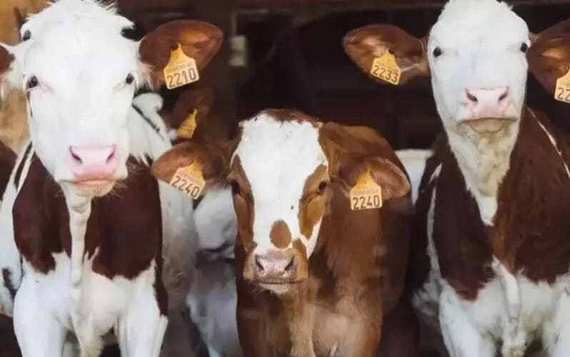  Kineski naučnici klonirali „super krave“