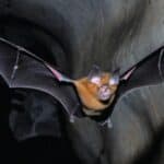 SAD konačno otkazuju finansiranje laboratorije u Vuhanu