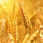 Poljska preti da će zatvoriti granicu sa Ukrajinom ako EU ne produži zabranu uvoza žitarica