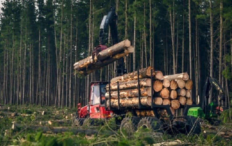  Ludilo! Škotske vlasti posekle 16 miliona stabala drveća da bi napravile prostor za “Zelena rešenja”