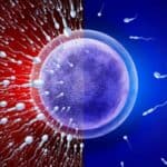 Wi-Fi i druga elektromagnetna polja mogu biti povezani sa neplodnošću i pobačajem