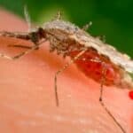 Studija koju je finansirao NIH: Genetski modifikovani komarci vakcinisali ljude