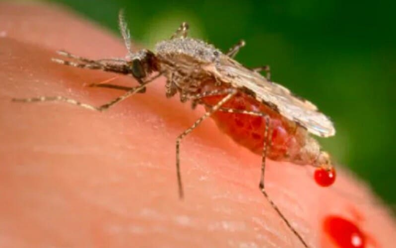  Studija koju je finansirao NIH: Genetski modifikovani komarci vakcinisali ljude