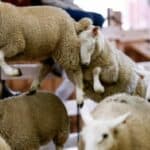 Zeleni objavili rat životinjama: Goveda, ovce, pa čak i kućne ljubimce treba ukloniti jer ugrožavaju životnu sredinu