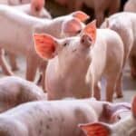 Sledi "održivi" način ishrane! Prasetina u Srbiji ide na 1000 dinara - Afrička kuga radi posao