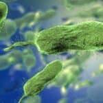 Američke vlasti upozoravaju građane: Smrtonosna bakterija koja izjeda meso pronađena u vodama, ne idite na plažu