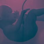 Ispitivanja veštačke materice kod ljudi mogla bi uskoro da počnu