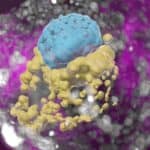 Naučnici uspeli da uzgaje ceo model ljudskog embriona, bez sperme ili jajne ćelije