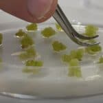 Čuli ste za meso iz laboratorije- Naučnici sada traže način da u laboratoriji proizvode i voće