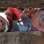 Šire se strahovi od globalne pandemije jer su novi sojevi virusa otkriveni da godinama kruže 'nezapaženo' kod svinja