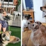 Žena iz Velike Britanije primorana da uspava svojih 5 kućnih ljubimaca nakon što je dobila neizlečivu bolest od pasa