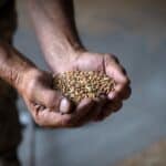 Ukrajina preti da će tužiti Poljsku i EU zbog embarga na žito