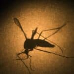 SZO upozorava: Zbog klimatskih promena u Evropu stiže DENGA GROZNICA