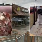 Propalestinski aktivista ubacio bezbroj miševa u Mekdonalds (VIDEO)
