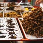 Bloomberg navodi klimatsku propast kao razlog zašto morate da JEDETE BUBE