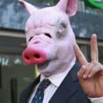 Naučnici ponosni: Uspeli smo da stvorimo prve uspešne hibride čoveka i svinje