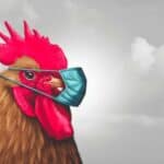 Prvo su nam ubijali svinje sada će ŽIVINU - Proglašena epidemija ptičjeg gripa u Beogradu