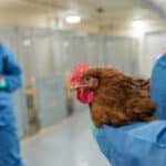 Naučnici genetski uređuju kokoške da budu otporne na ptičji grip