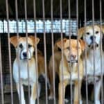 Seul planira da zabrani konzumaciju psećeg mesa - Uzgajivači pasa za ljudsku konzumaciju prete