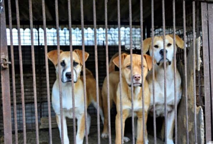  Seul planira da zabrani konzumaciju psećeg mesa – Uzgajivači pasa za ljudsku konzumaciju prete
