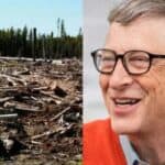 LUDILO! Bil Gejts finansira krčenje šuma na 30 miliona hektara… da bi se smanjilo globalno zagrevanje