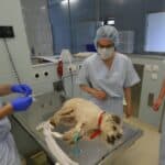 Misteriozna bolest pasa se širi kroz SAD