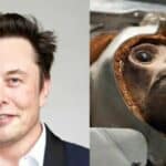 Testiranje mikročipova Ilona Maska koji se ugrađuju u mozak ubilo je do sada 1.500 životinja