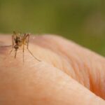 SZO kaže da se moramo pripremiti za smrtonosnu bolest koju prenose komarci