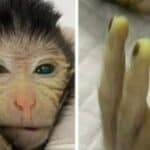 Kinezi stvorili prvu himeru majmuna od različitog DNK - Oči fluorescentno zelene, žuti prsti