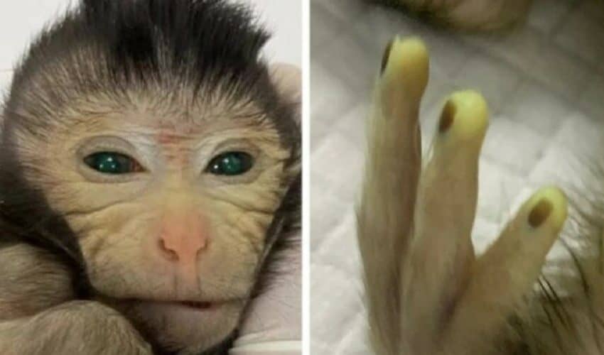  Kinezi stvorili prvu himeru majmuna od različitog DNK – Oči fluorescentno zelene, žuti prsti