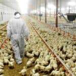 Posle ubijanja svinja, ide živina! U ovoj državi je za samo nekoliko dana ubijeno 1,3 milion pilića zbog "Ptičjeg gripa"