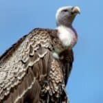 Ptice grabljivice pomažu Izraelu u potrazi za žrtvama napada Hamasa