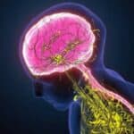 Stručnjaci predviđaju da ćemo imati implantat koji direktno povezuje ljudski mozak sa pametnim uređajima kao što su telefoni i računari do 2040.