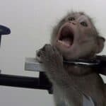 Isplivale fotografije iz Američke laboratorije u kojoj se vrši ubrizgavanje EBOLE u životinje! Laboratorija iz Montane povezana sa Vuhanom!