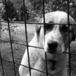 Južnokorejski parlament usvojio zakon o zabrani konzumacije PSEĆEG MESA