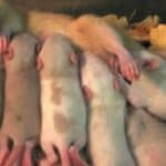 Studija: Covid vakcine uzrokuju „autizam“ kod laboratorijskih pacova