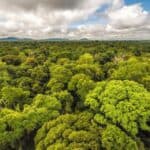 Lažu nas jer žele da nas izgladne! Globalni rast biljaka se povećava i ubrzava zahvaljući CO2 pokazuju brojne STUDIJE