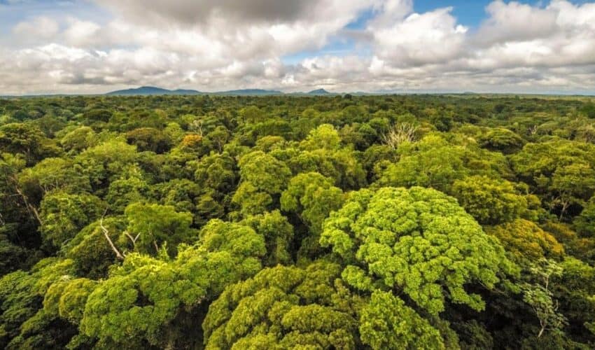  Lažu nas jer žele da nas izgladne! Globalni rast biljaka se povećava i ubrzava zahvaljući CO2 pokazuju brojne STUDIJE