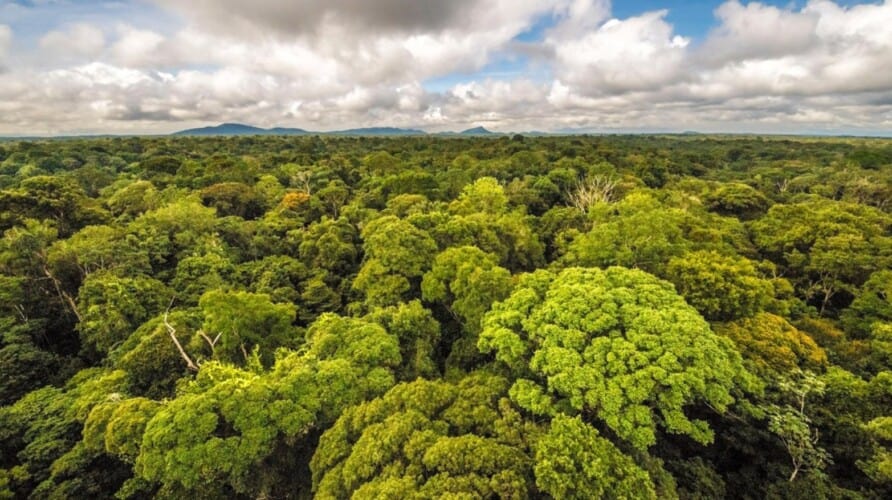 Lažu nas jer žele da nas izgladne! Globalni rast biljaka se povećava i ubrzava zahvaljući CO2 pokazuju brojne STUDIJE