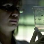 Epidemija denga groznice pogađa Brazil nakon što je Bil Gejts pustio GMO komarce