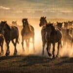 Poljoprivrednici EU protestuju protiv klimatskog kulta