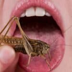 Bajden će do kraja svog mandata sprovesti početno ukidanje mesa i mleka i uvesti INSEKTE u Američku kuhinju