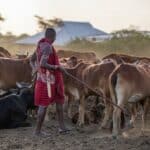 Klimatska histerija tera Amerikance da se odreknu govedine za dobrobit planete