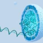 mRNA vakcine protiv COVID-a mogu se „sistemski širiti“ na placentu i novorođenčad kod žena vakcinisanih tokom trudnoće