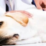 SAD: Zakonodavci predstavljaju takse za kućne ljubimce za građane koji odbiju da eutanaziraju svoje zdrave pse i mačke