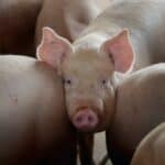 Japan: Naučnici uzgojili genetski modifikovane svinje za transplantaciju organa sa životinja na ljude