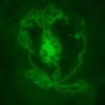 Naučnici transhumanisti uzgajaju testise u laboratoriji