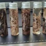 70% balzamera prijavilo pronalaženje čudnih krvnih ugrušaka u telima vakcinisanih pokojnika