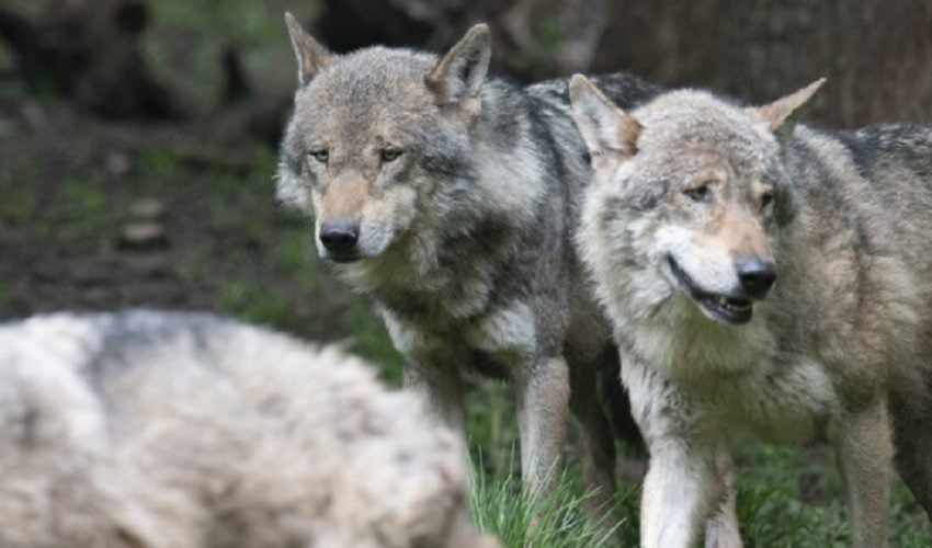  Studija tvrdi da su vukovi iz Černobilja razvili genom protiv RAKA