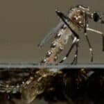 GM komarci Bila Gejtsa stvaraju mutacije koje uzrokuju smrtonosne bolesti